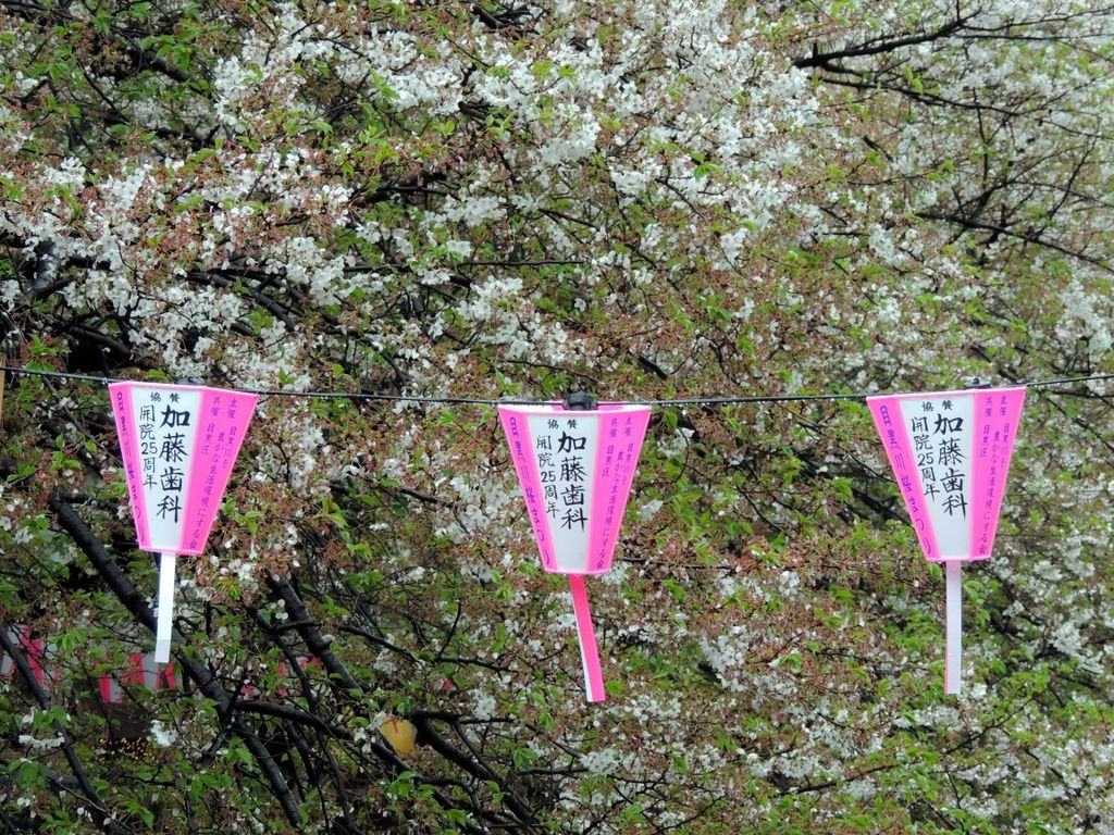 Tokio, Kirschblüte 