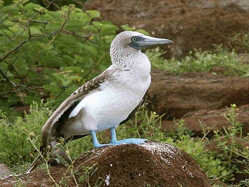 Galapagos - Bild 7 von 36 - Blaufu??pel (282151 Byte)