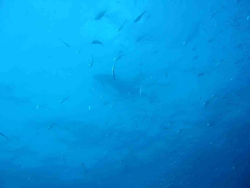Galapagos - Bild 15 von 36 - Delphine (35725 Byte)