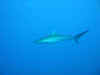 Galapagos Hai (33214 Byte)