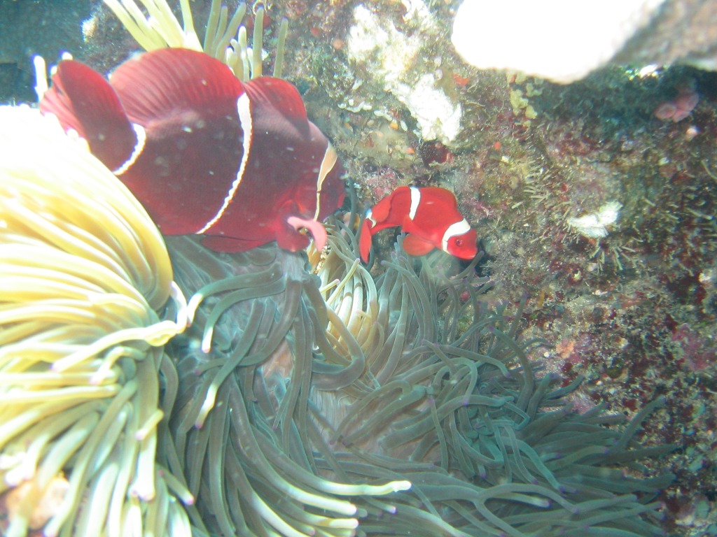 Indonesien - Bild 39 von 67 - Clownfisch