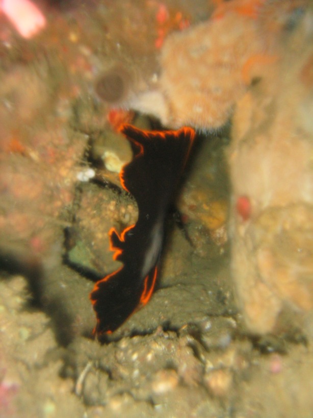 Indonesien - Bild 52 von 67 - Lembeh - Wasser - Juvenil Batfish