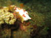 Lembeh - Wasser - Clown-Frogfish