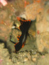 Lembeh - Wasser - Juvenil Batfish