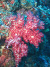 Manado - Wasser - Rote Weichkoralle