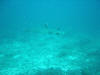 Trawangan - Wasser - Weiss-Spitzenriffhai
