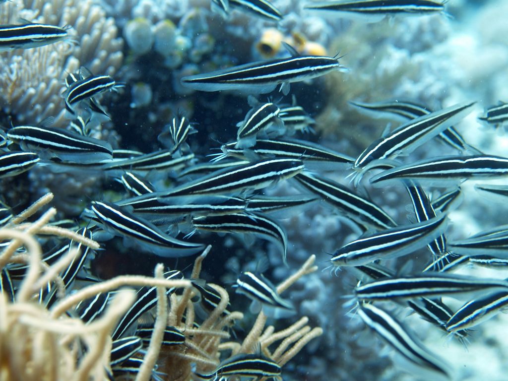 Gestreife Korallenwelse 