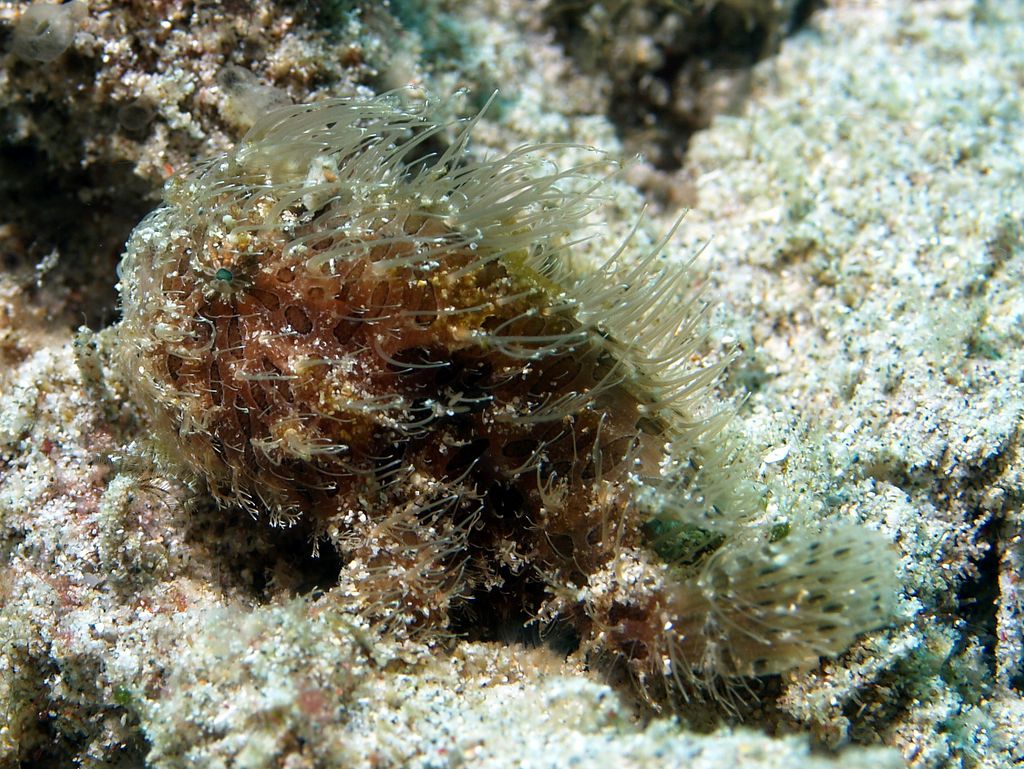 hairy frogfish 