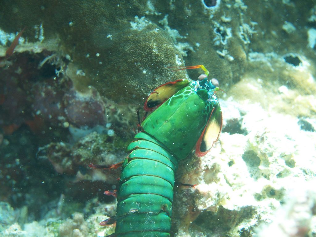 Mantisshrimp 