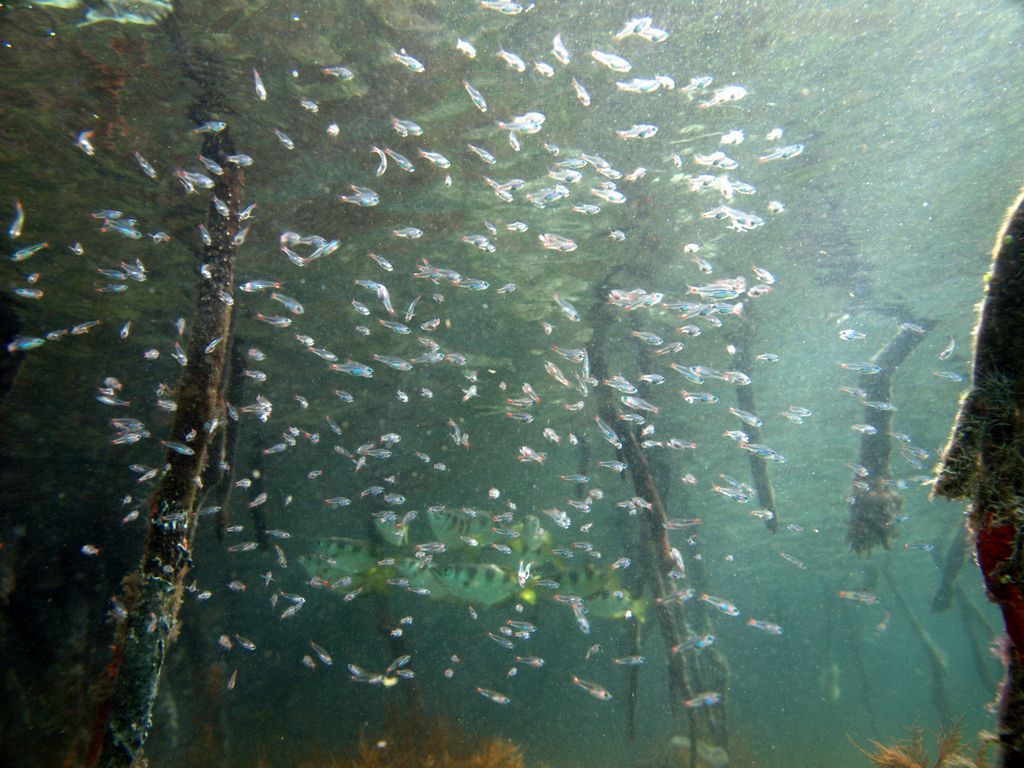 Jungfische in Mangroven 