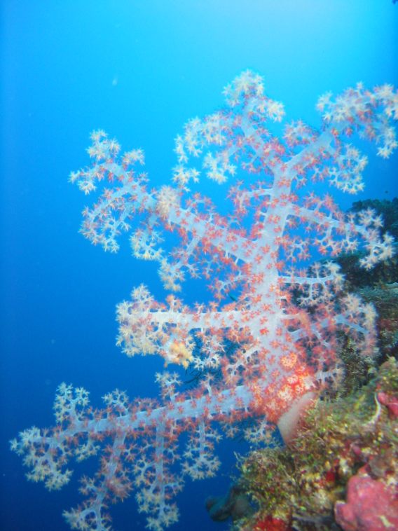 Malaysia - Bild 11 von 94 - Koralle weich